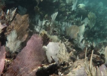 Corales del Caribe mexicano sufren los efectos del calentamiento global