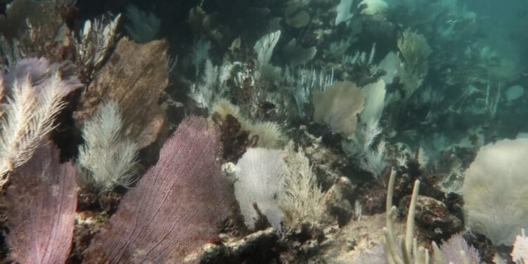 Corales del Caribe mexicano sufren los efectos del calentamiento global