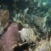 Corales del Caribe mexicano sufren los efectos del calentamiento global