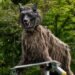 No es un robot cualquiera; este “lobo” fue creado para enfrentar a los osos
