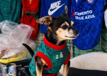 De modelo a vendedor; lomito conquista internet desde un tianguis de la CDMX