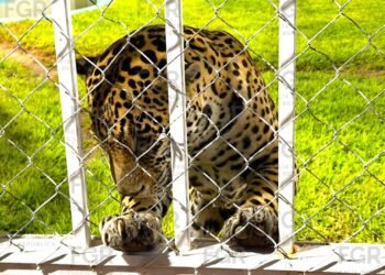 Iban por llantas robadas… y encontraron leones y un tigre. Pasó en San Luis Potosí