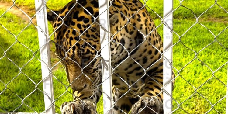 Iban por llantas robadas… y encontraron leones y un tigre. Pasó en San Luis Potosí