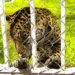 Iban por llantas robadas… y encontraron leones y un tigre. Pasó en San Luis Potosí