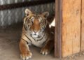 Dos tigres de bengala vivían en una casa de Chihuahua; así terminó el caso