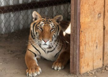 Dos tigres de bengala vivían en una casa de Chihuahua; así terminó el caso