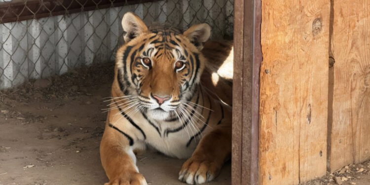 Dos tigres de bengala vivían en una casa de Chihuahua; así terminó el caso