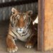 Dos tigres de bengala vivían en una casa de Chihuahua; así terminó el caso