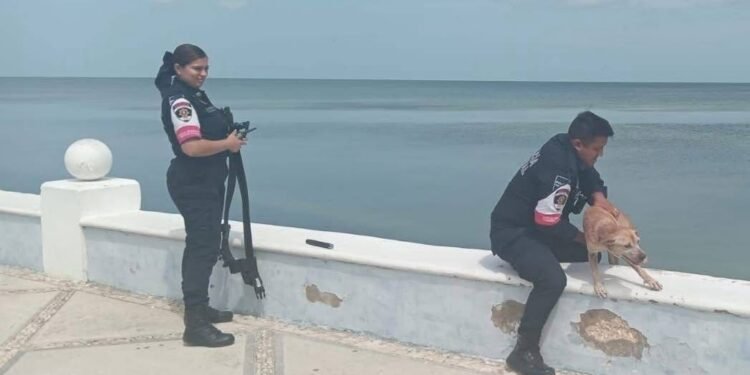 A segundos de una tragedia; rescatan a perrito al borde de la muerte en el malecón de Campeche
