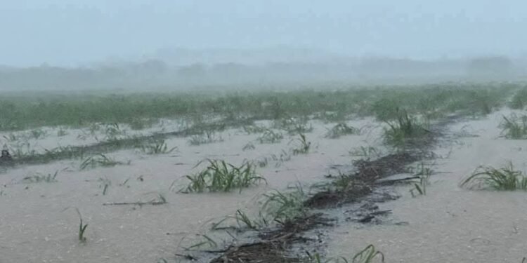 ¡No solo lluvia! Granizada toma por sorpresa a pobladores de Calakmul