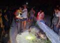 Así fue el rescate del tapir herido en la carretera Escárcega–Chetumal