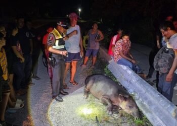 Así fue el rescate del tapir herido en la carretera Escárcega–Chetumal