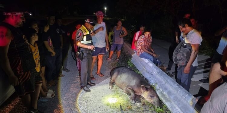 Así fue el rescate del tapir herido en la carretera Escárcega–Chetumal
