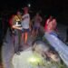 Así fue el rescate del tapir herido en la carretera Escárcega–Chetumal