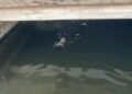 ¡Se metió a nadar entre cocodrilos! Hombre desata movilización de emergencia en Ciudad del Carmen