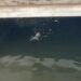 ¡Se metió a nadar entre cocodrilos! Hombre desata movilización de emergencia en Ciudad del Carmen