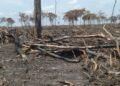 Golpe ambiental en Campeche: detectan 205 hectáreas de selva devastadas