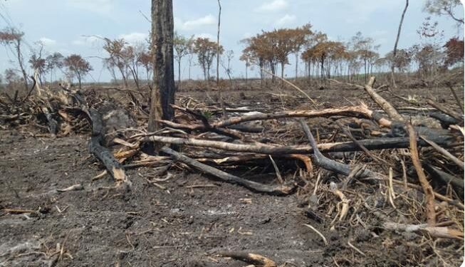 Golpe ambiental en Campeche: detectan 205 hectáreas de selva devastadas