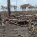 Golpe ambiental en Campeche: detectan 205 hectáreas de selva devastadas