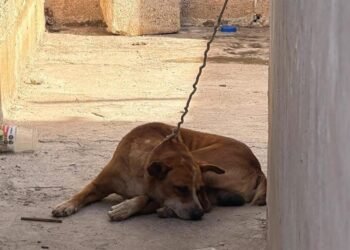 ¡Lo tenían amarrado y cubierto de garrapatas! Rescatan a perrito y su dueño podría ir a prisión