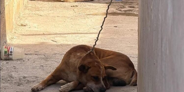 ¡Lo tenían amarrado y cubierto de garrapatas! Rescatan a perrito y su dueño podría ir a prisión