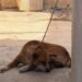 ¡Lo tenían amarrado y cubierto de garrapatas! Rescatan a perrito y su dueño podría ir a prisión