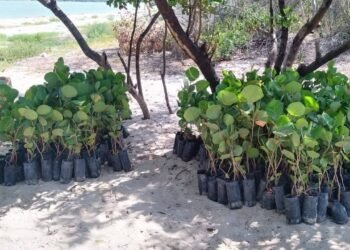 El malecón de Campeche cambiará de rostro; ya hay fecha para la reforestación