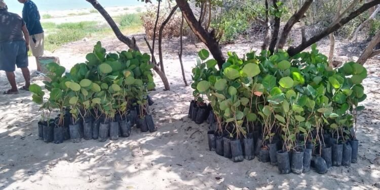 El malecón de Campeche cambiará de rostro; ya hay fecha para la reforestación