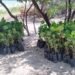 El malecón de Campeche cambiará de rostro; ya hay fecha para la reforestación