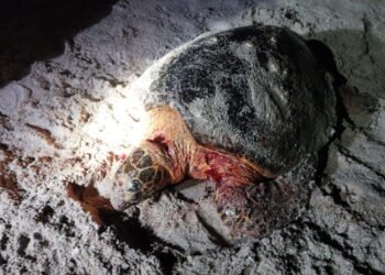 Alerta en Campeche por brutal ataque a tortugas carey; ya hay dos muertas