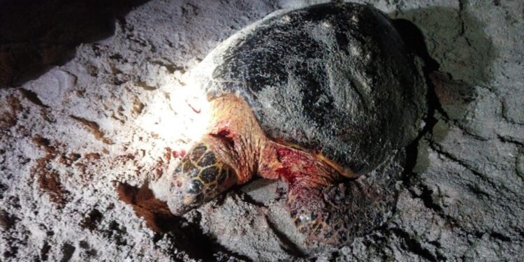 Alerta en Campeche por brutal ataque a tortugas carey; ya hay dos muertas
