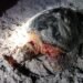Alerta en Campeche por brutal ataque a tortugas carey; ya hay dos muertas