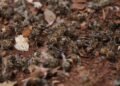 Miles de abejas aparecieron muertas: esto es lo que investigan las autoridades