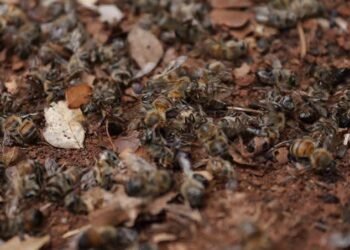 Miles de abejas aparecieron muertas: esto es lo que investigan las autoridades