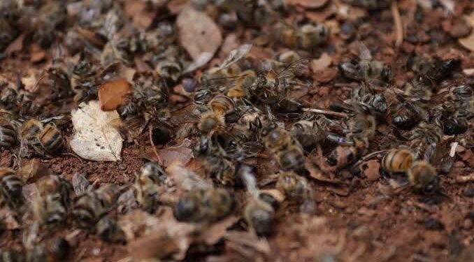Miles de abejas aparecieron muertas: esto es lo que investigan las autoridades