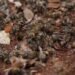 Miles de abejas aparecieron muertas: esto es lo que investigan las autoridades