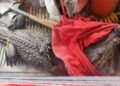 Visitante inesperado: un cocodrilo aparece en Hampolol. Esto pasó
