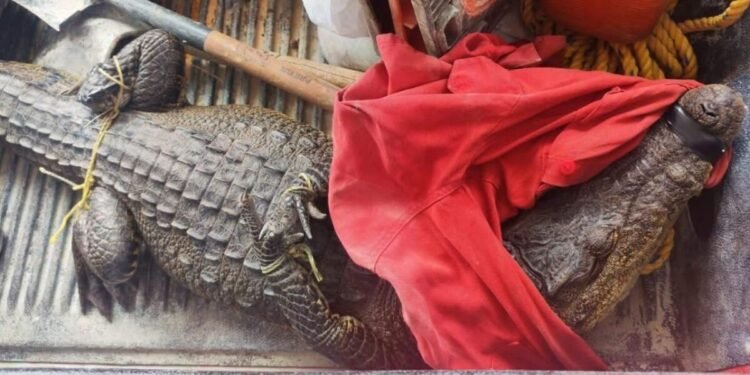 Visitante inesperado: un cocodrilo aparece en Hampolol. Esto pasó