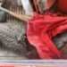 Visitante inesperado: un cocodrilo aparece en Hampolol. Esto pasó