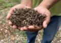 ¡Las mataron! Abejas mueren por miles: denuncian ecocidio en Holpechén