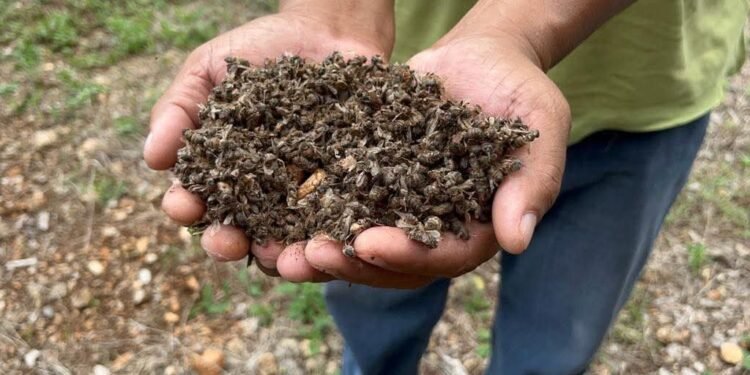 ¡Las mataron! Abejas mueren por miles: denuncian ecocidio en Holpechén