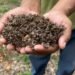 ¡Las mataron! Abejas mueren por miles: denuncian ecocidio en Holpechén