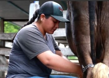 ¿Eres ganadero? La Secretaría de Agricultura anuncia apoyos al campo campechano. Esto es lo que tienes que hacer
