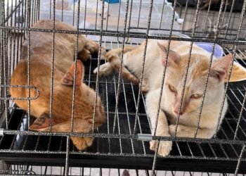 ¡A minutos del matadero! Cientos de gatos son salvados de una red clandestina