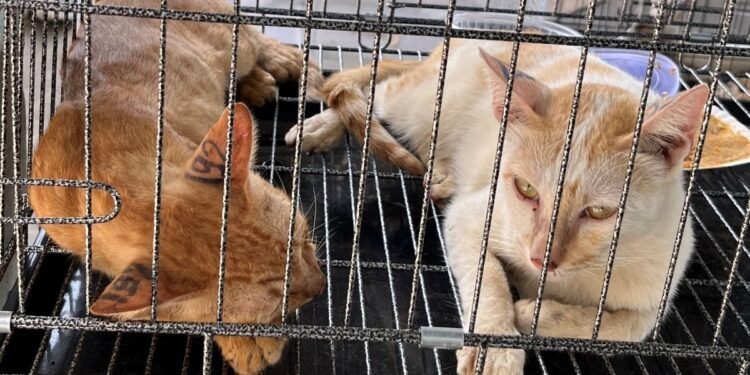 ¡A minutos del matadero! Cientos de gatos son salvados de una red clandestina