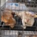 ¡A minutos del matadero! Cientos de gatos son salvados de una red clandestina