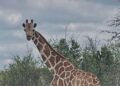 Una jirafa se pierde en Texas y se convierte en la búsqueda más insólita del verano