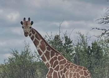 Una jirafa se pierde en Texas y se convierte en la búsqueda más insólita del verano