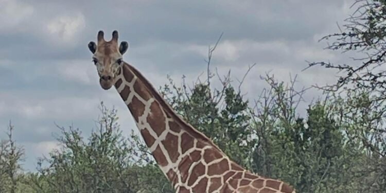 Una jirafa se pierde en Texas y se convierte en la búsqueda más insólita del verano