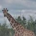 Una jirafa se pierde en Texas y se convierte en la búsqueda más insólita del verano